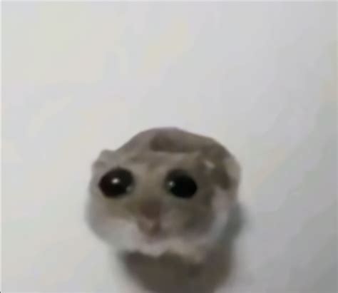 crying hamster